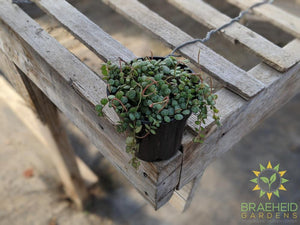 Peperomia Prostrata - String of turtles