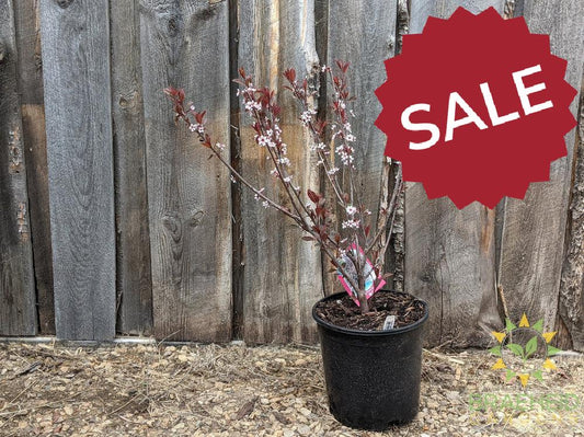 Purple Leaf Plum/Sand Cherry- Tree for sale, Grown in Grande Prairie -Braeheid Gardens Ltd. on Emerson Trail