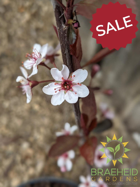 Purple Leaf Plum/Sand Cherry- Tree for sale, Grown in Grande Prairie -Braeheid Gardens Ltd. on Emerson Trail