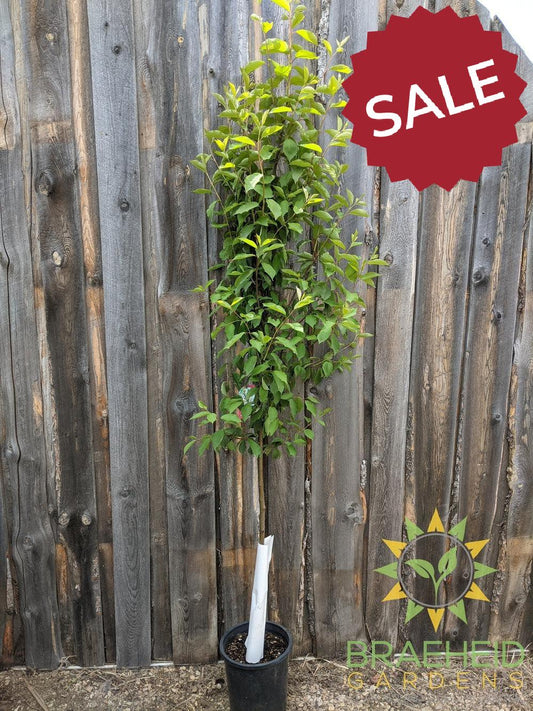 Bailey's Select Schubert Chokecherry- Tree for sale, Grown in Grande Prairie -Braeheid Gardens Ltd. on Emerson Trail