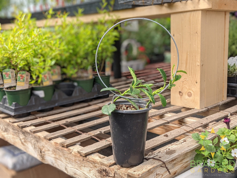 Madagascar Jasmine Hoop