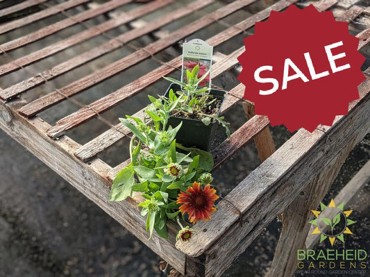 Blanket Flower 'Arizona Red Shades'