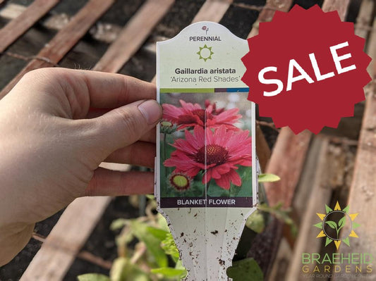 Blanket Flower 'Arizona Red Shades'