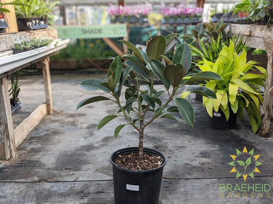 Large rubber tree Standard - NO SHIP