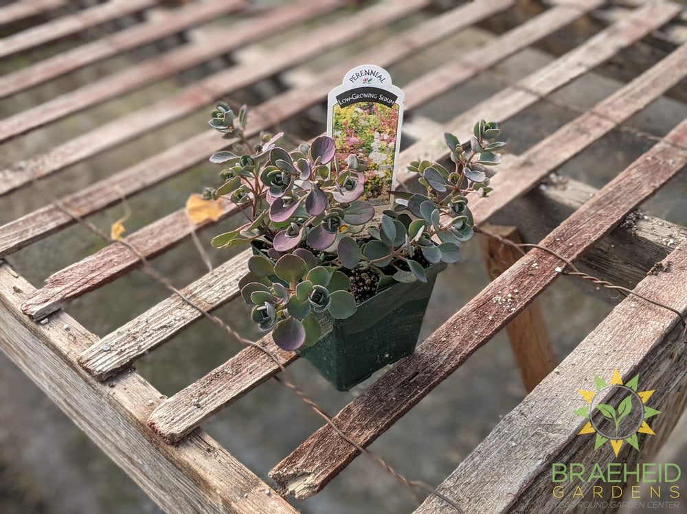 Sedum Low Growing