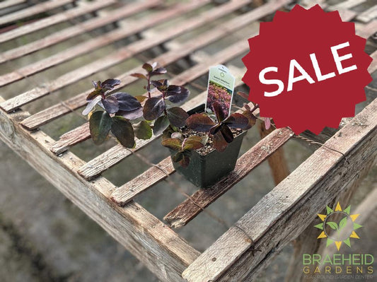 Sedum 'Candy Cherry Truffle'