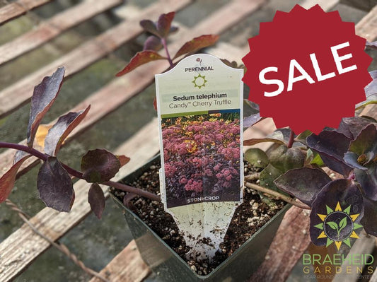Sedum 'Candy Cherry Truffle'