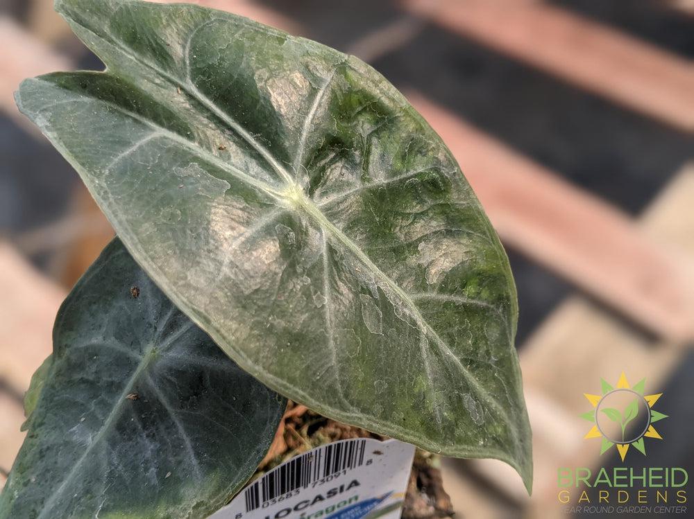 Alocasia Baginda Pink Dragon