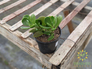 Trailing Jade