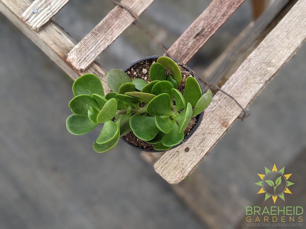 Trailing Jade