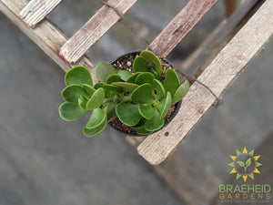 Trailing Jade
