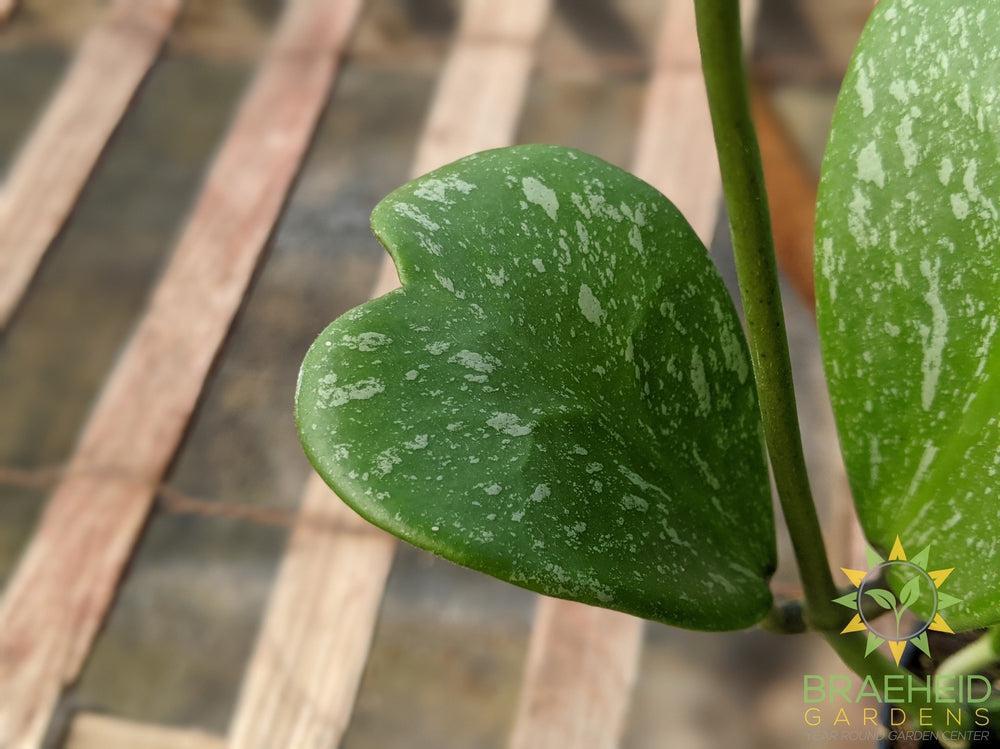 Hoya Kerrii Splash