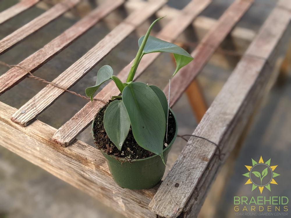 Silver Sword Grey Philodendron Hasatum