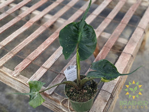 Alocasia stingray (macrorrhiza) - NO SHIP -