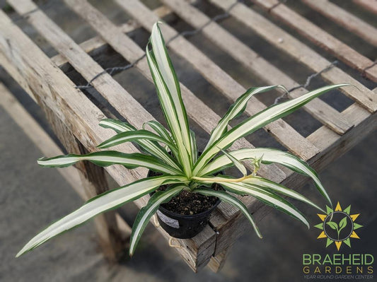 Hawaiian Spider Plant