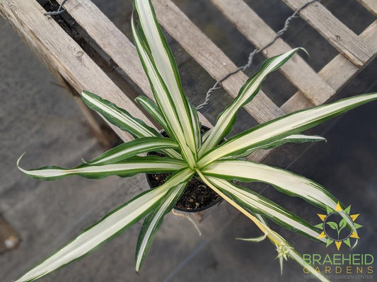 Hawaiian Spider Plant