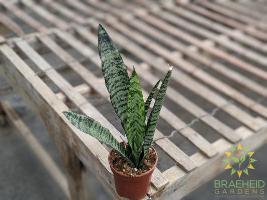 Snake Plant - Sansevieria Zeylanica