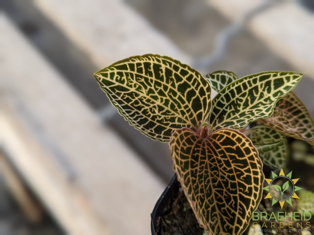 Anoectochilus Roxburghii Jewel Orchid