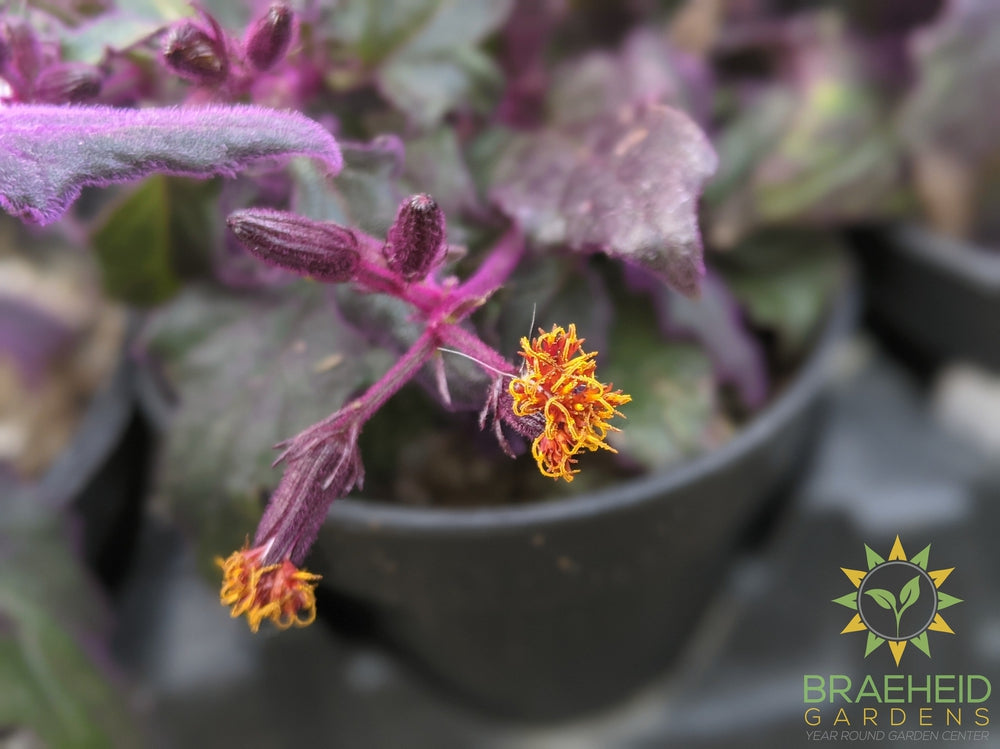 Purple passion houseplant flower