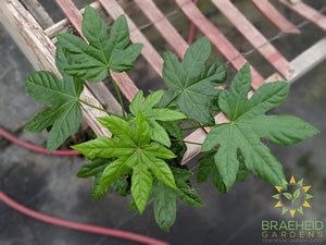 Fatsia Japonica