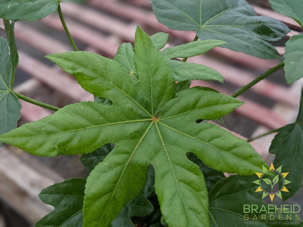 Fatsia Japonica