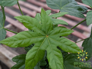 Fatsia Japonica