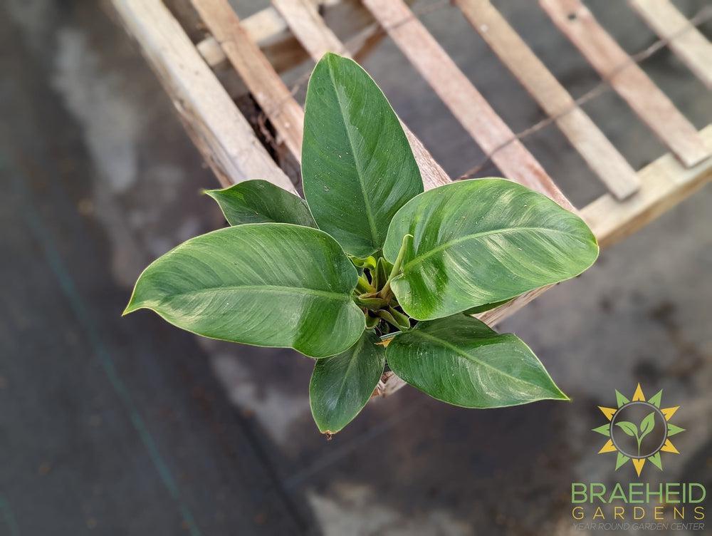 philodendron imperial green height Imperial Green Philodendron – Braeheid Gardens Ltd