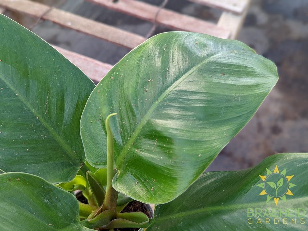 philodendron imperial green height Imperial Green Philodendron – Braeheid Gardens Ltd