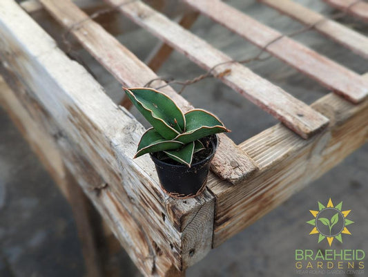 Dwarf Samurai Sansevieria