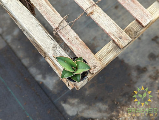 Dwarf Samurai Sansevieria