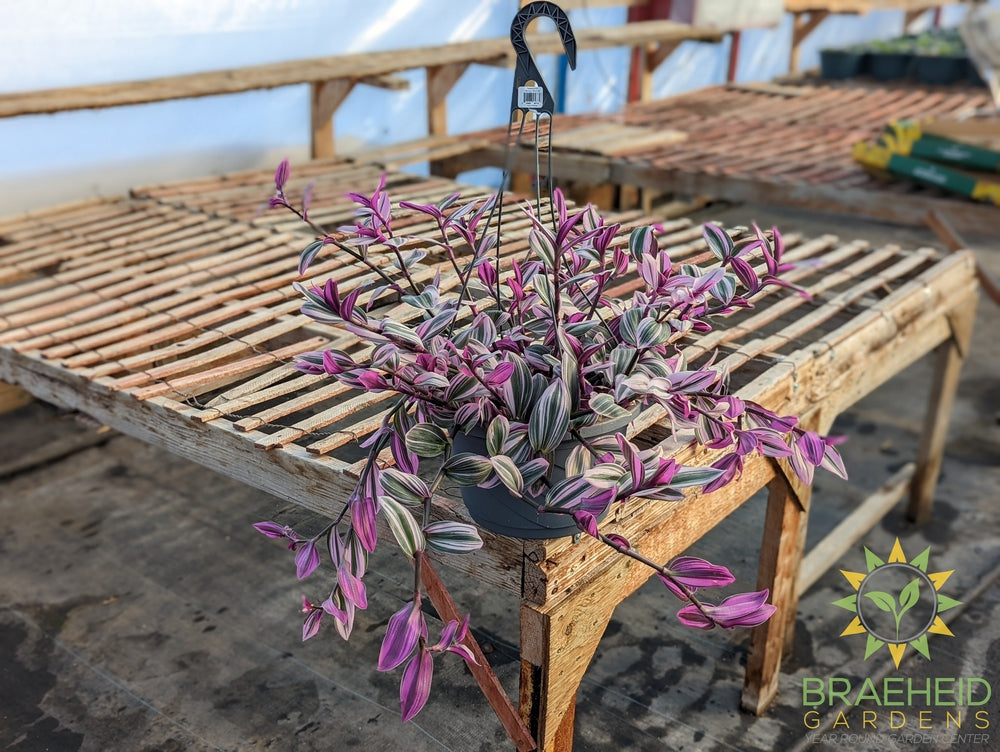 Purple Zebra Plant Nanouk Hanging Basket (Formerly Known as