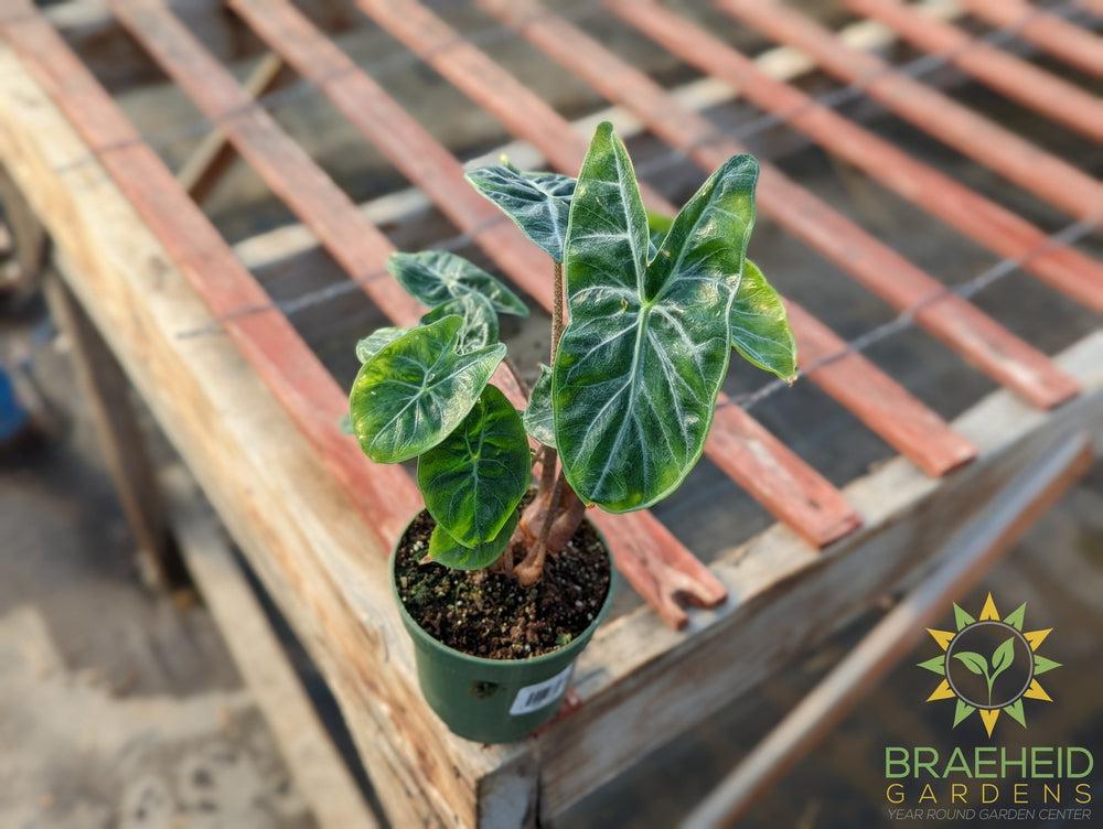 Alocasia Ivory Coast Pink Dragon