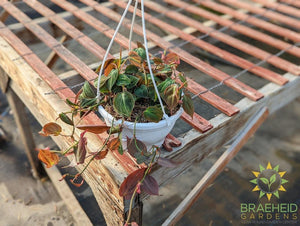 Micans Philodendron Hanging Basket - NO SHIP -