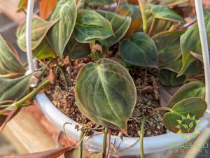Micans Philodendron Hanging Basket - NO SHIP -