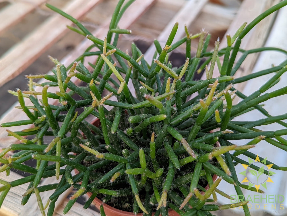 Mistletoe Cactus - Rhipsalis Burchellii
