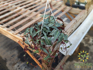 Jungle Vine (Cissus amazonica) Hanging Basket