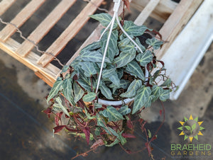 Jungle Vine (Cissus amazonica) Hanging Basket