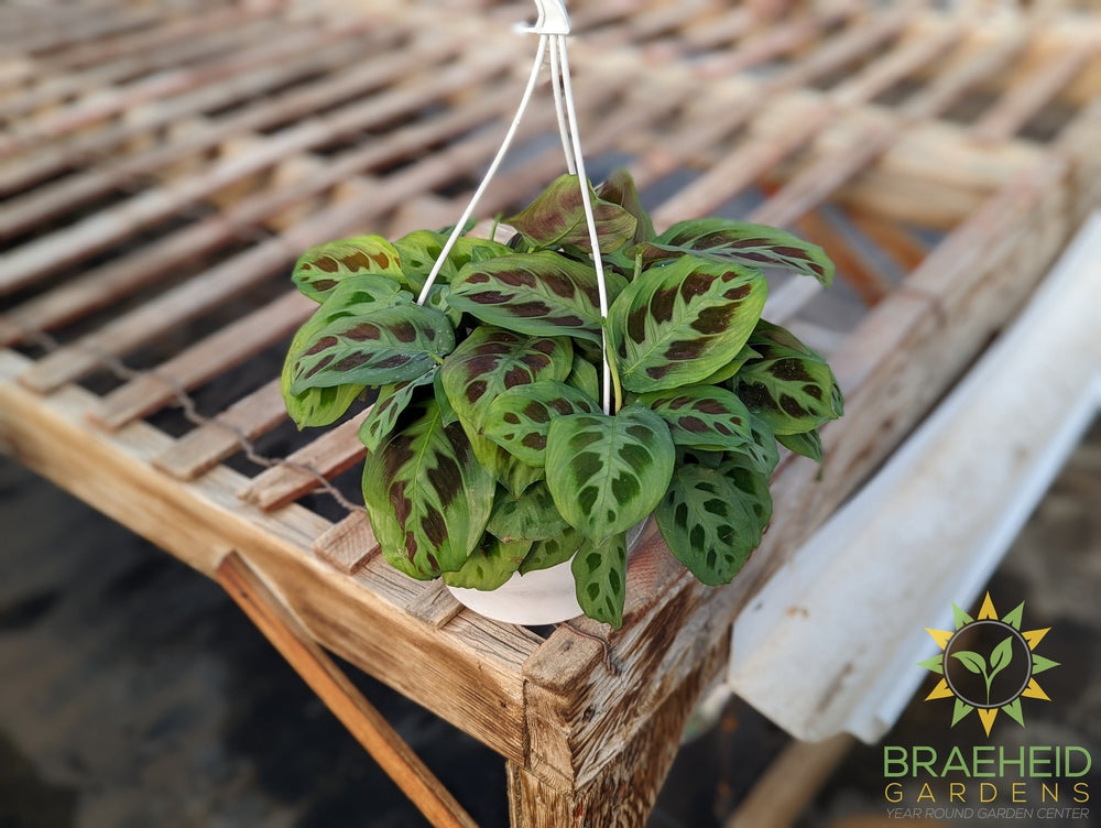Green Prayer Plant Hanging Basket