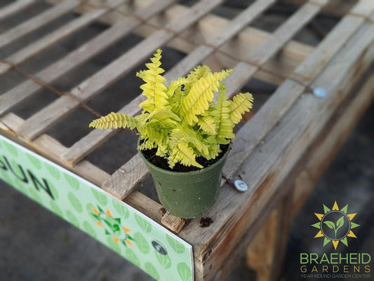 Blonde Boston Fern