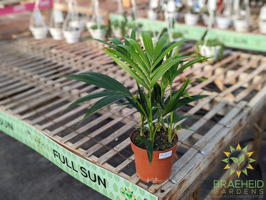 Large Kentia Palm - NO SHIP -