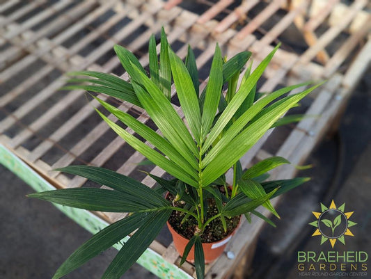 Large Kentia Palm - NO SHIP -