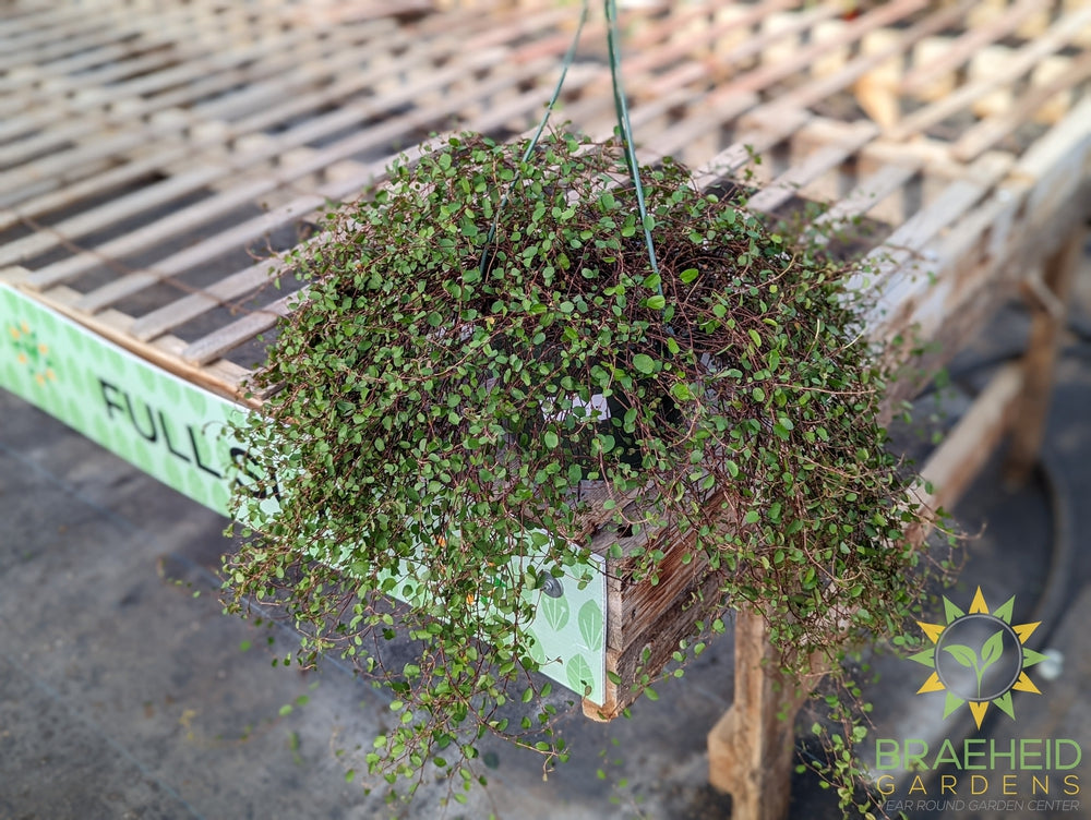 Wire Vine Hanging Basket