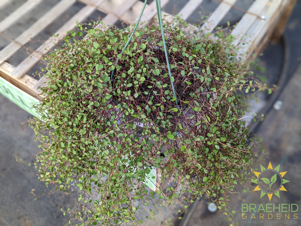 Wire Vine Hanging Basket