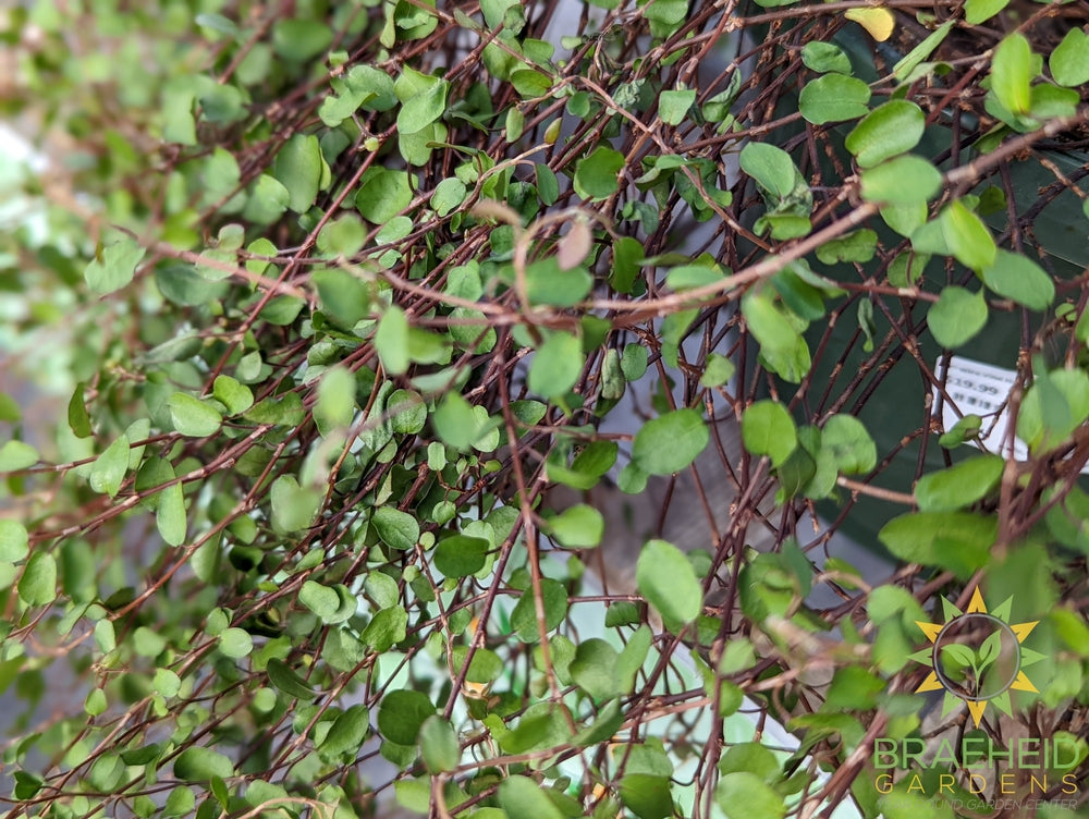 Wire Vine Hanging Basket