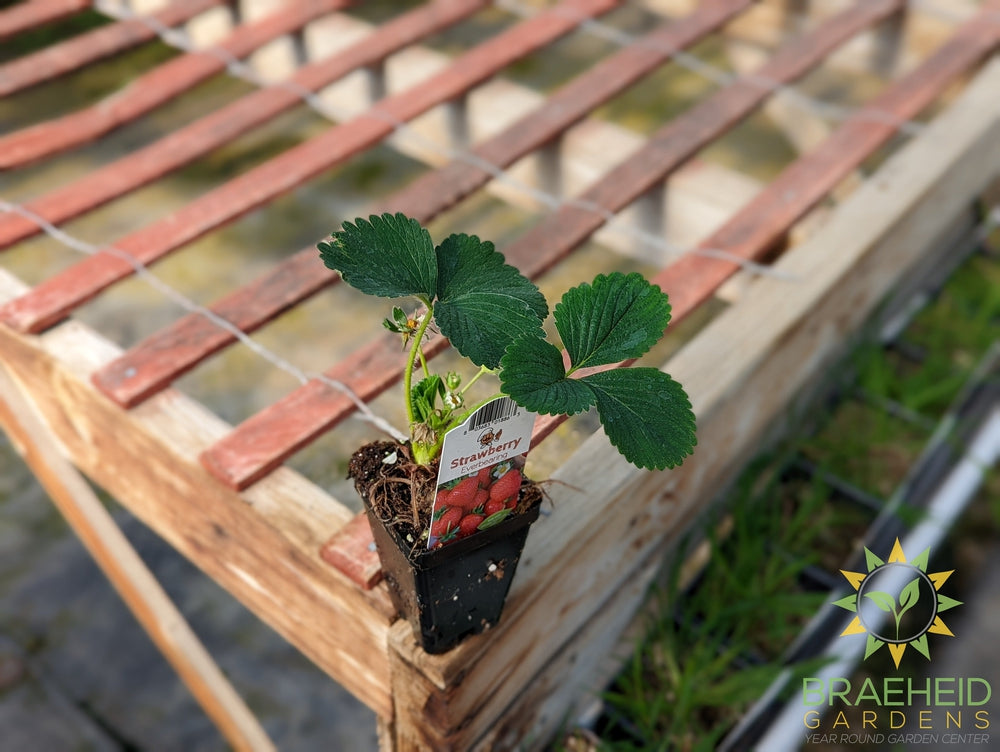 Everbearing Strawberry