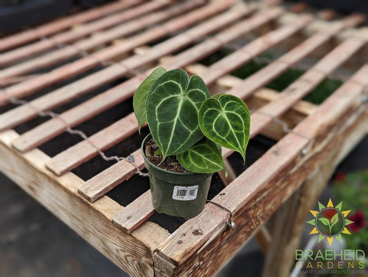 Anthurium Clarinervium