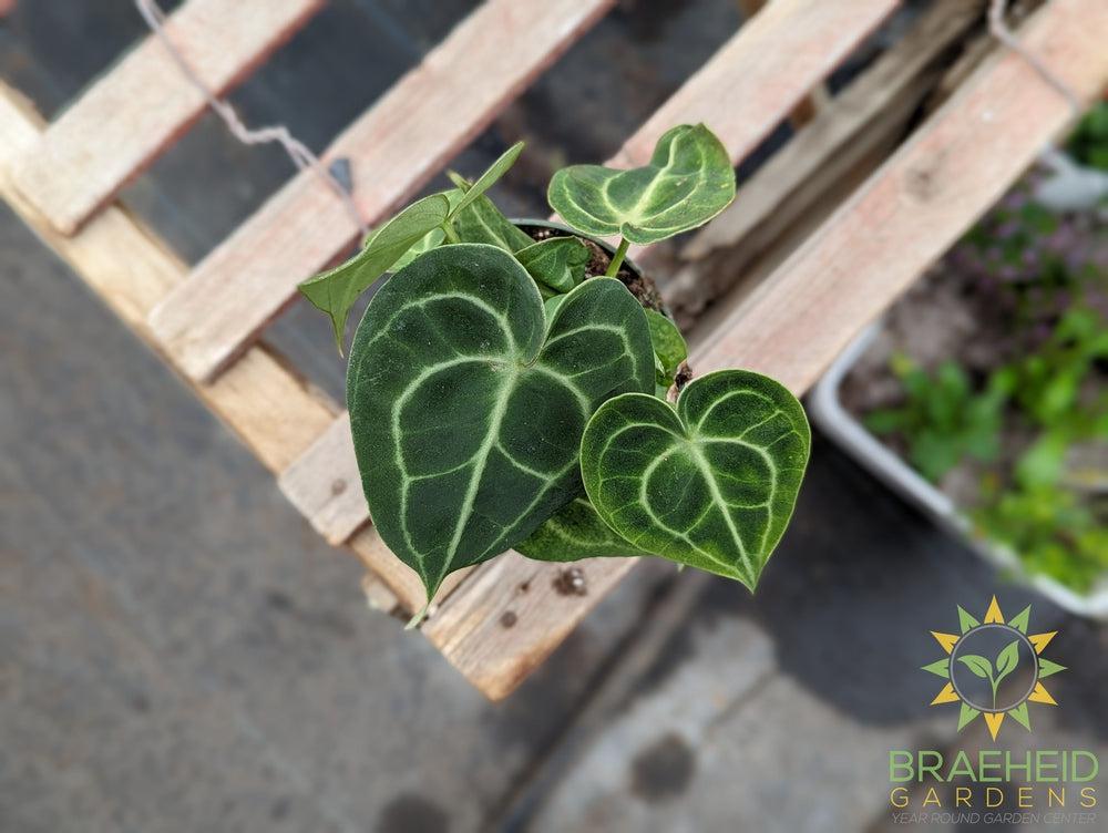anthurium clarinervium canada Browse Anthurium online Canada – Braeheid Gardens Ltd
