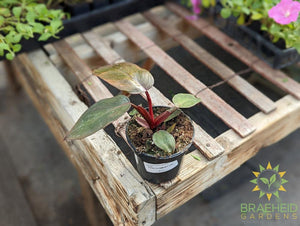 Philodendron Erubescens - Pink Princess