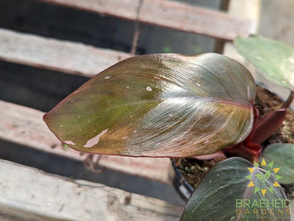 Philodendron Erubescens - Pink Princess