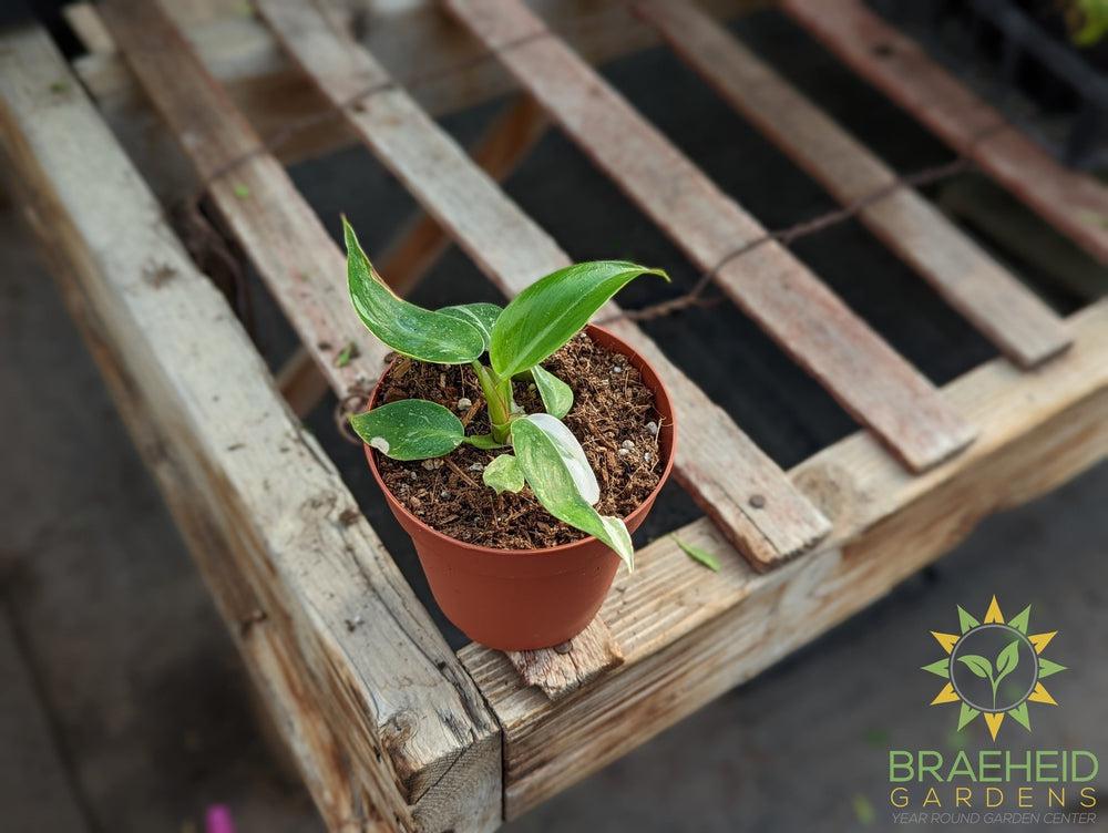 Philodendron - White Princess